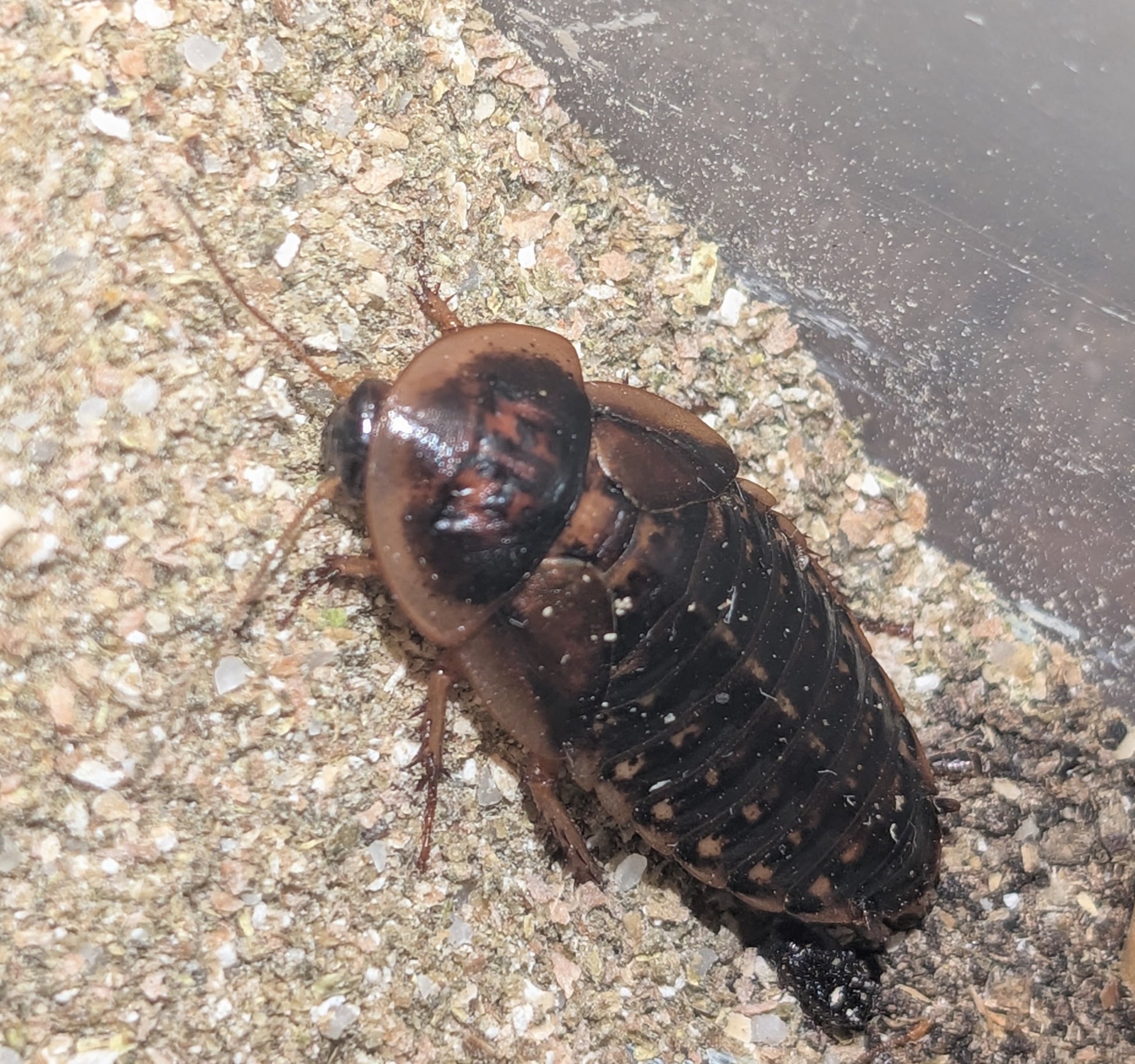Dubia/Cricket Chow